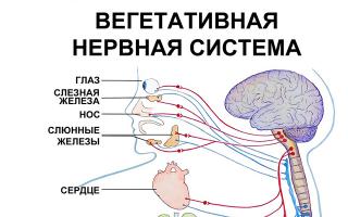 Вегетативная нервная система включает симпатическую и парасимпатическую нервную систему